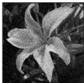 ADOBE Photoshop Elements 12 - Convert an image to bitmap mode - 4