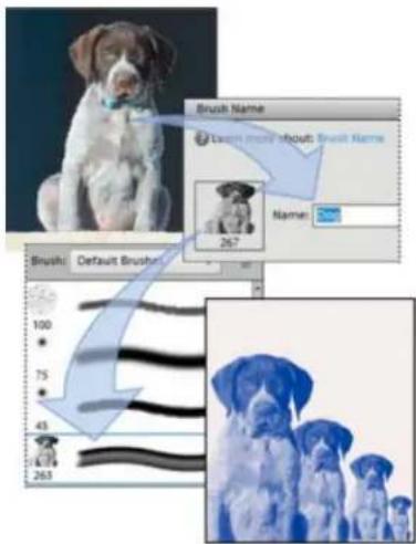 ADOBE Photoshop Elements 12 - Create a custom brush shape from an image - 1
