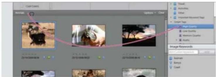 ADOBE Elements Organizer 12 - Refine search using the Find bar - 1