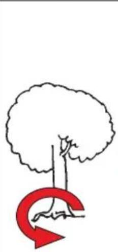 Simple line drawing of a tree with a curved arrow below it, no text or symbols present.