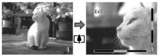 Side-by-side comparison of a white cat sitting on a garden with a bell icon, alongside a close-up of its face (no text or symbols)