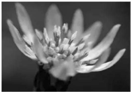 Close-up black-and-white photo of a flower with visible petals and stamens, no text or symbols.