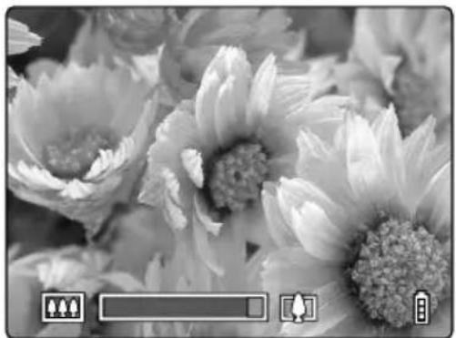 Black-and-white close-up of chrysanthemum flowers with visible petals and centers, no text or symbols present.