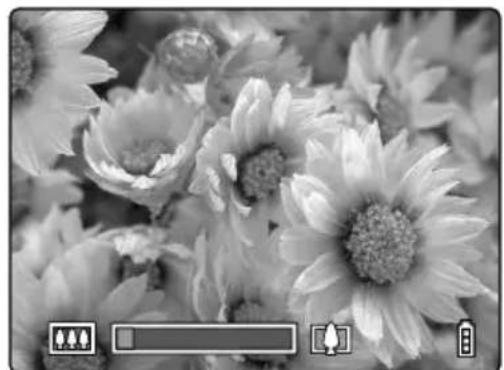 Black-and-white close-up of blooming chrysanthemums with no visible text or symbols.