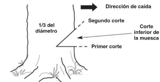 Dirección de caída Segundo corte Corte inferior de la muesca Primer corte 1/3 del diámetro
