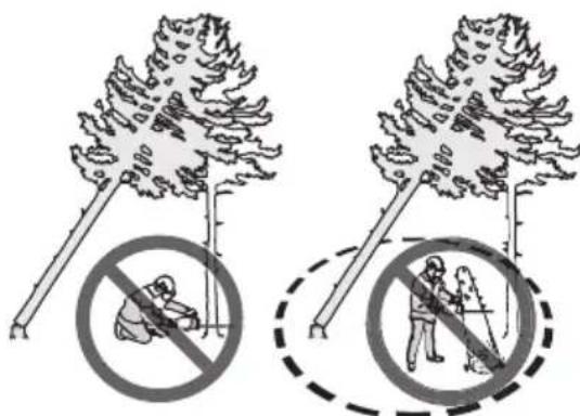 HUSQVARNA 365 X-Torq - Pour dégager un arbre coincé - 2