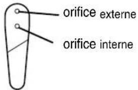 orifice externe orifice interne