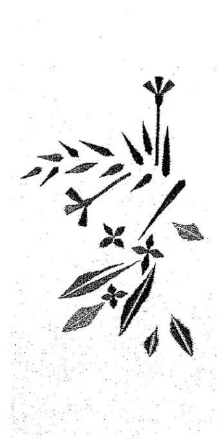 Illustration en noir et blanc de parties de plantes stylisées avec feuilles et tiges (sans texte ni symboles).