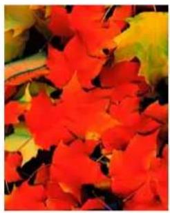 Close-up of vibrant autumn leaves with red and yellow hues (no text or symbols)