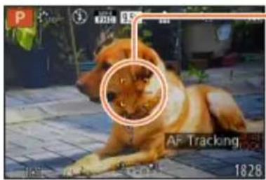 P 1200 AF Tracking 1828