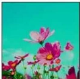 Close-up of pink cosmos flowers against a clear teal sky (no text or symbols)