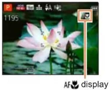 Close-up photo of a pink lotus flower with green leaves, displayed in an AF icon (no text or symbols on the flower or background)