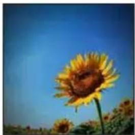 Close-up of a sunflower with yellowing against a clear blue sky (no text or symbols visible)
