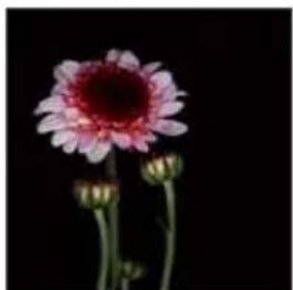 Close-up of a pink flower with a dark center and green stem against a black background (no text or symbols)