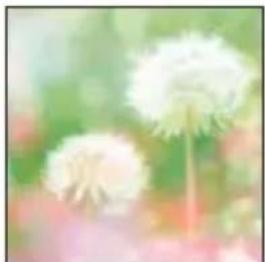Close-up of white dandelion seed head with soft focus background (no text or symbols)