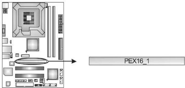 PEX16_1