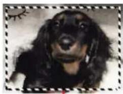 Close-up photo of a black and brown dog (no text or symbols visible)