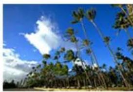 Coastal palm trees under a clear blue sky with scattered clouds (no text or symbols visible)