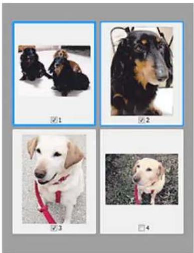 Four photos of dog breeds with different expressions and tags, no visible text or symbols