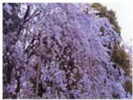 EDIFIER MP250 - Color Adjustment - 2