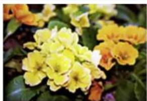 Close-up of vibrant yellow flowers with green foliage in the background (no text or symbols visible)