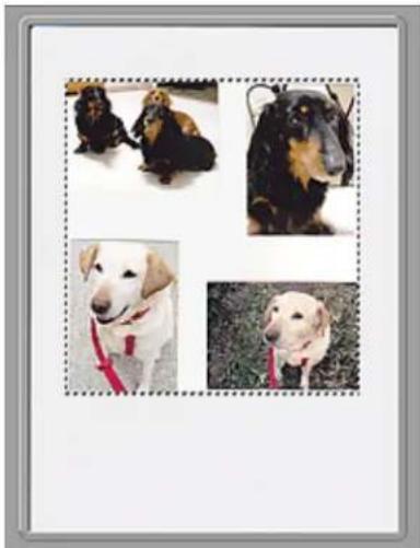 Collage of four dog photos showing different expressions and breeds, including sitting, standing, and relaxing (no text or symbols visible)