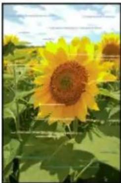 Close-up of a sunflower field under a blue sky with scattered clouds (no text or symbols visible)