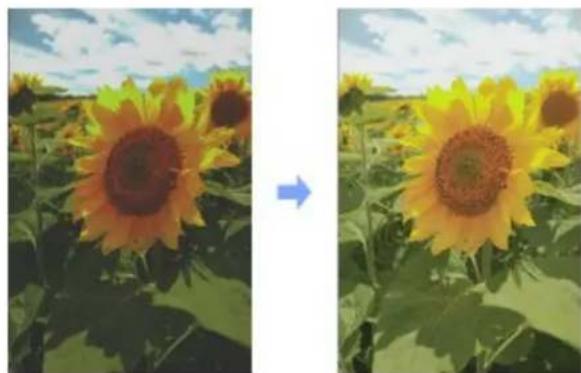 Side-by-side comparison of sunflowers in a field under blue sky, showing a blue arrow pointing to the left image (no text or symbols)