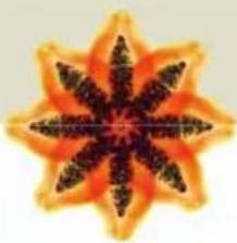 Symmetrical orange and black starburst pattern resembling a stylized flower or star (no text or symbols)