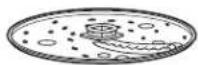 HAMILTON BEACH 70610 ChefPrep - Parts and Features - 2