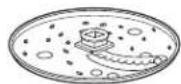 HAMILTON BEACH ChefPrep 70670 - Disco Rallador/para Kugel - 1