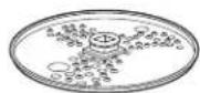 HAMILTON BEACH ChefPrep 70670 - Disco para Rebanar/Rallador Reversible - 1