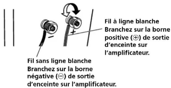 Fil à ligne blanche Branchez sur la borne positive (⊕) de sortie d'enceinte sur l'amplificateur. Fil sans ligne blanche Branchez sur la borne négative (⊖) de sortie d'enceinte sur l'amplificateur.