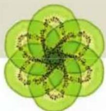 Abstract green floral pattern with interlocking petals and central motif (no text or symbols)