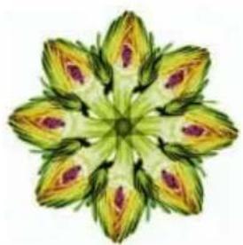 Symmetrical floral illustration with green and yellow petals and purple spots (no text or symbols)