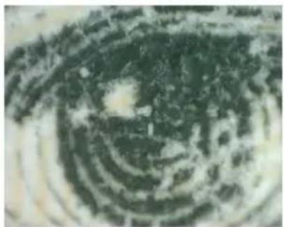 Close-up of a spiral-shaped pattern with dark green and white tones, resembling a microscopic or geological cross-section (no text or symbols visible)