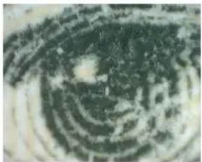 Close-up of a spiral patterned surface with dark green and white tones, no visible text or symbols.