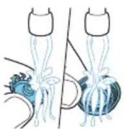 Illustration of two anatomical structures with no visible text or symbols