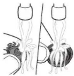 Illustration of two abstract mechanical or biological structures with no visible text or symbols