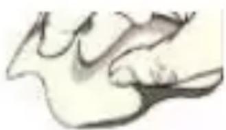 Abstract sketch of a stylized animal face (no text or symbols)