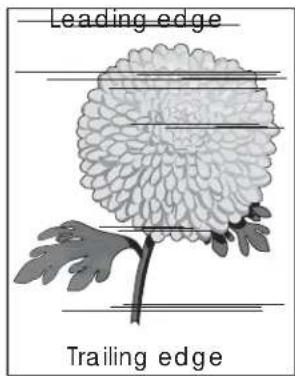 Leading edge Trailing edge