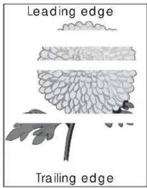 Leading edge Trailing edge