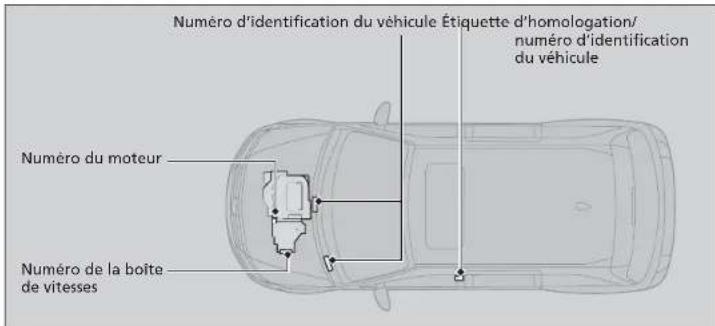 Numéro d'identification du véhicule Étiquette d'homologation/ numéro d'identification du véhicule Numéro du moteur Numéro de la boîte de vitesses