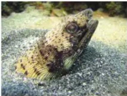 SEALIFE ReefMaster Mini SL320 - About Spy Mode - 2