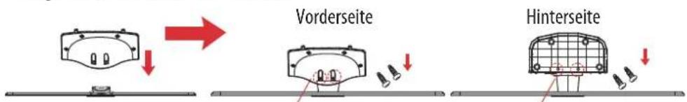 Vorderseite Hinterseite