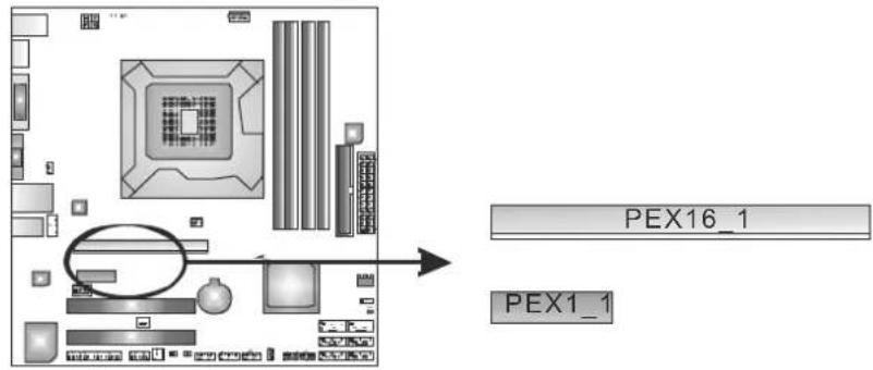 PEX16_1 PEX1_1