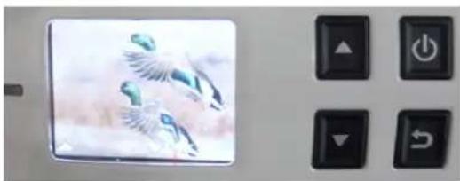 Close-up of a bird's wings with blue feather-like wings, next to four black control buttons (no text or symbols visible)