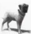 MICROSOFT Age of Empires III (PC) - Explorer Dog - 1
