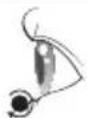 Avanti WD29EC - Curve as pontas. - 4