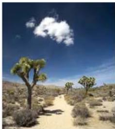 Desert landscape with scattered shrubs and a clear blue sky, no visible text or symbols